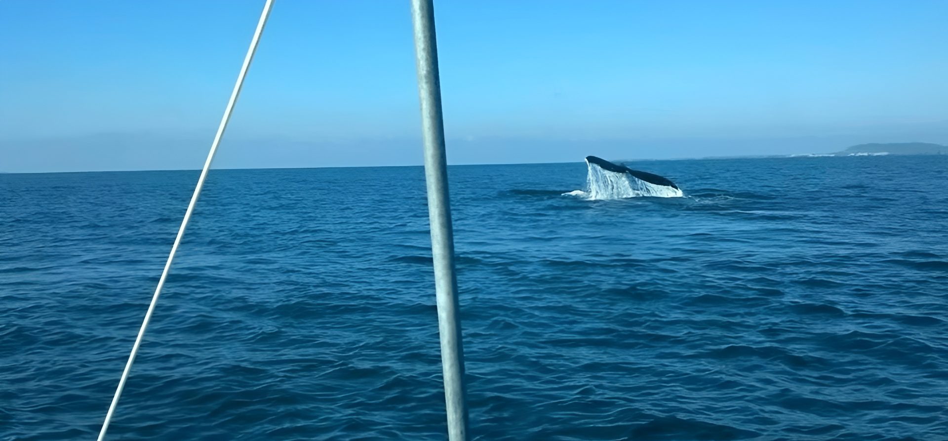 Blue ocean with distant whale tail