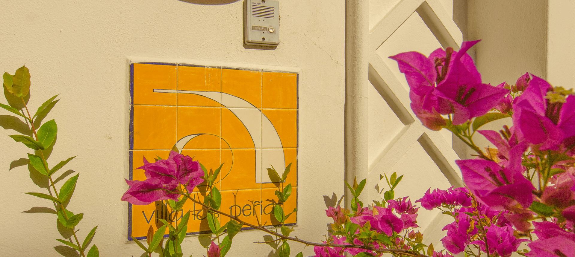 Bougainvillea flowers near a tiled sign